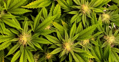 🌿 Cannabis medicinal: el Gobierno simplificó los requisitos para inscribirse en el programa nacional